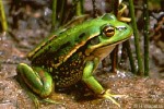 Enlarged Image of 'Litoria raniformis'