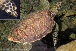 Enlarged Image of 'Eretmochelys imbricata'