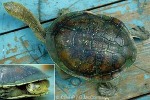 Enlarged Image of 'Chelodina longicollis'