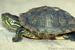 Enlarged Image of 'Trachemys scripta elegans'