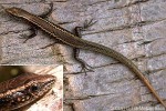 Enlarged Image of 'Cryptoblepharus poecilopleurus'