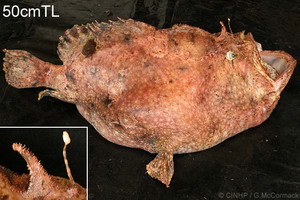 Frogfish: Antennarius scriptissimus