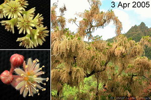 The Cook Islands Homalium (Mato)