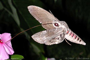 Sweet-potato Hawkmoth (Agrius convolvuli)