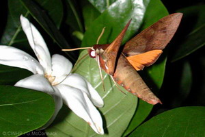 White-brow Hawkmoth (Gnathothlibus erotus)