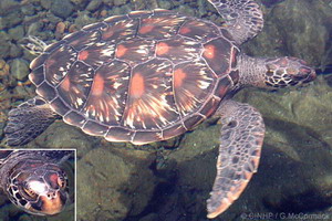 Green Turtle (Chelonia mydas)