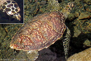 Hawksbill Turtle (Eretmochelys imbricata)